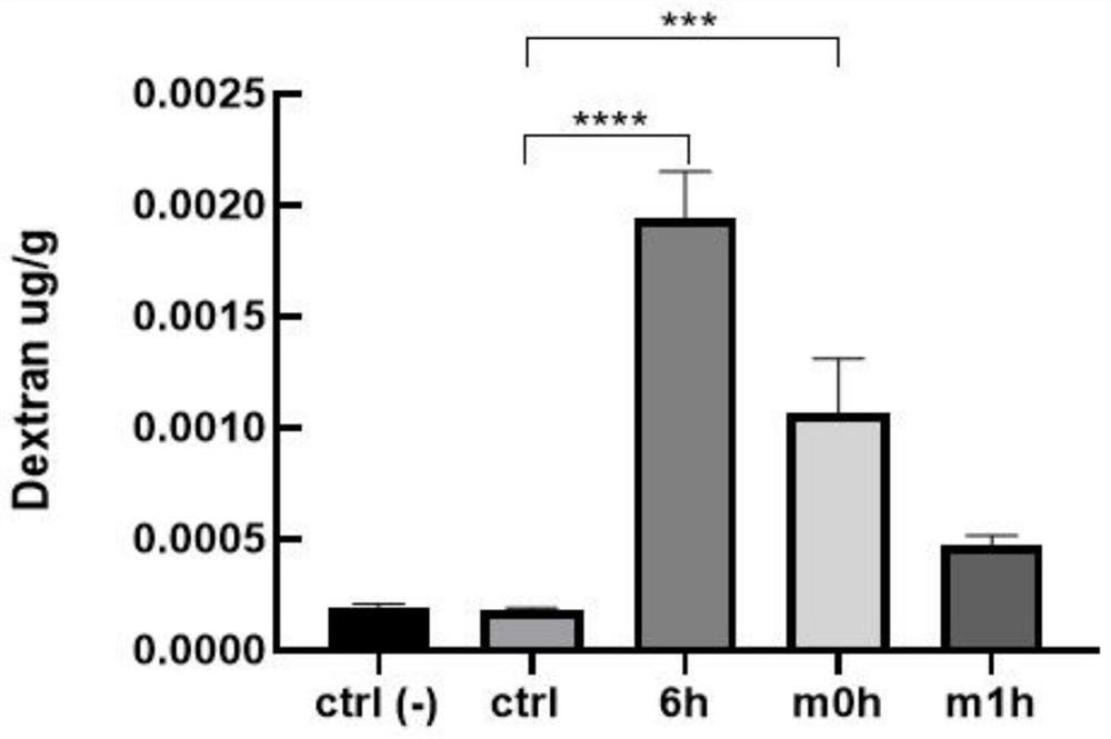 Application of mouse umbilical cord mesenchymal stem cells in protecting blood-brain barrier function after skin burn