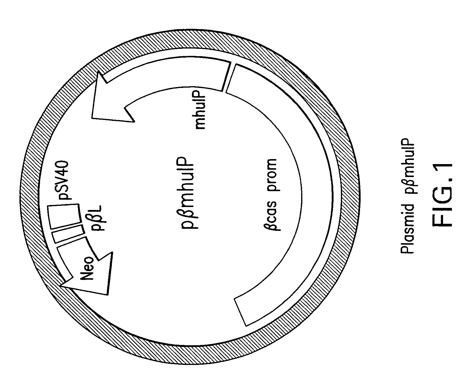 Process for Producing Exogenous Protein in the Milk of Transgenic Mammals and a Process For Purifying Proteins Therefrom