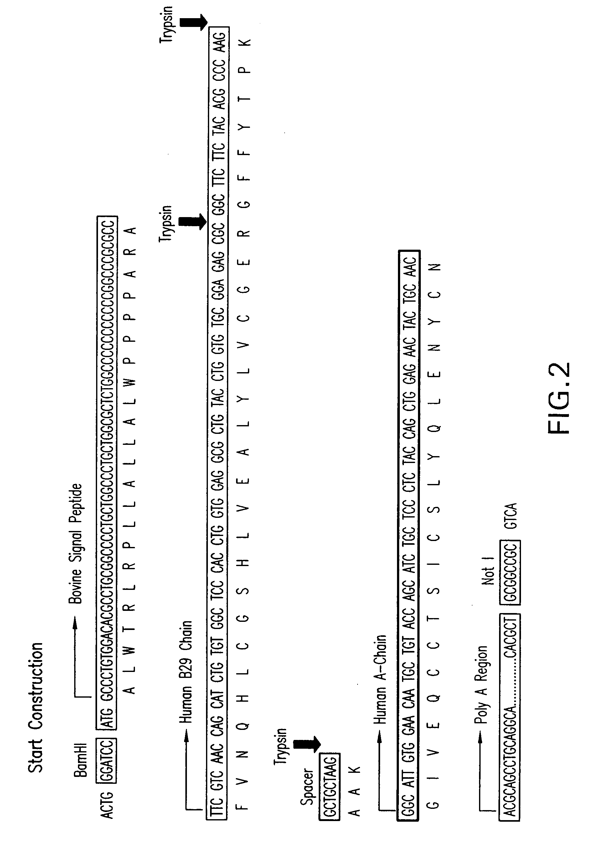 Process for Producing Exogenous Protein in the Milk of Transgenic Mammals and a Process For Purifying Proteins Therefrom