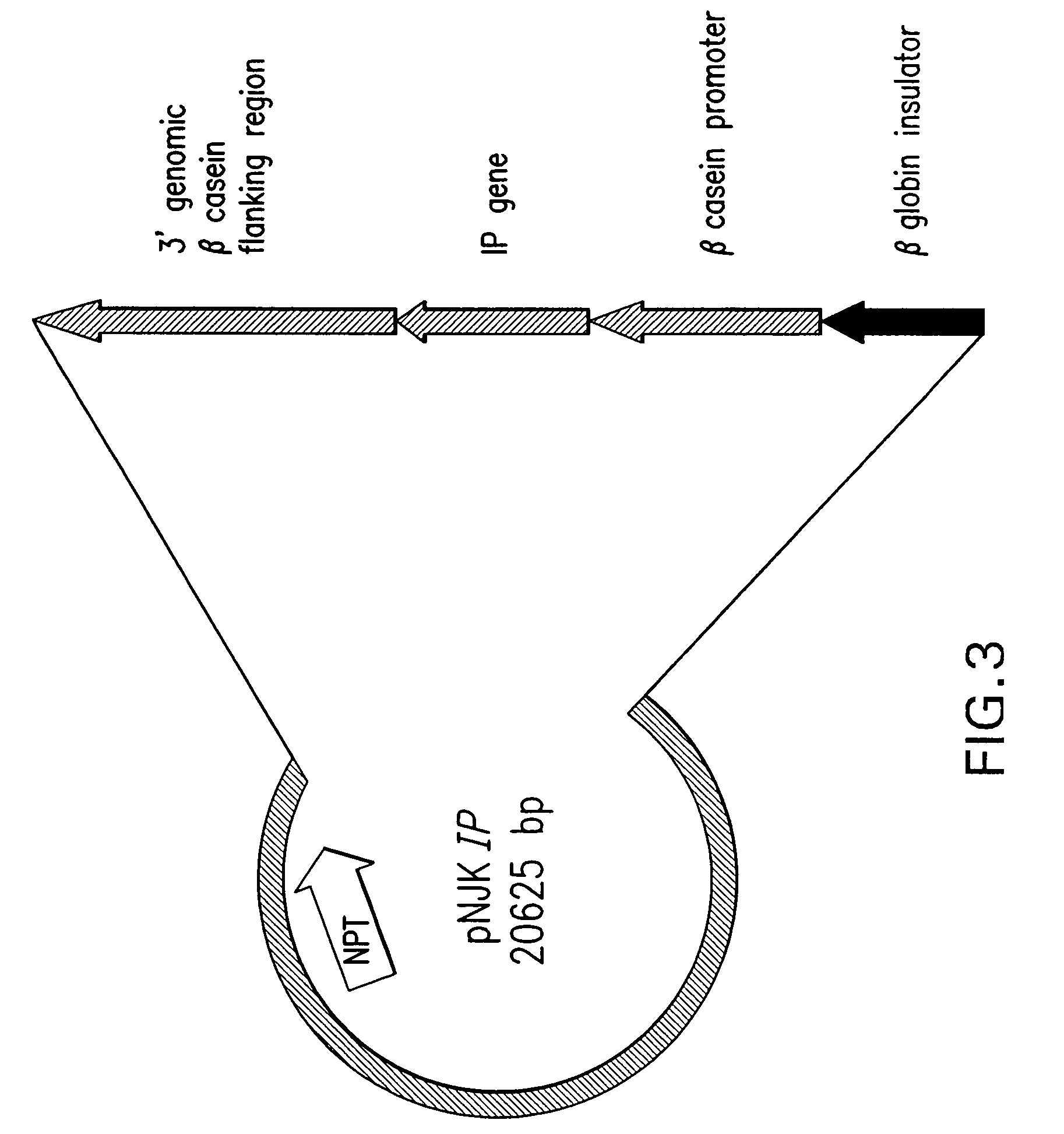 Process for Producing Exogenous Protein in the Milk of Transgenic Mammals and a Process For Purifying Proteins Therefrom