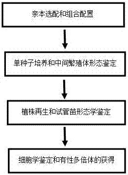 Efficient establishment method for Chinese cymbidium sexual polyploid