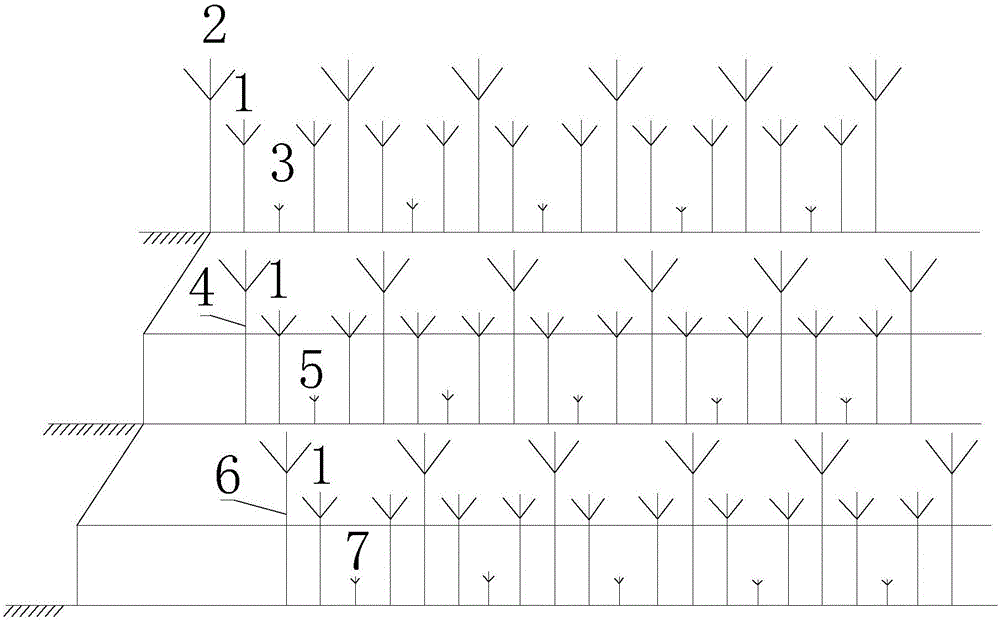 Multi-layer interplanting method for day lily