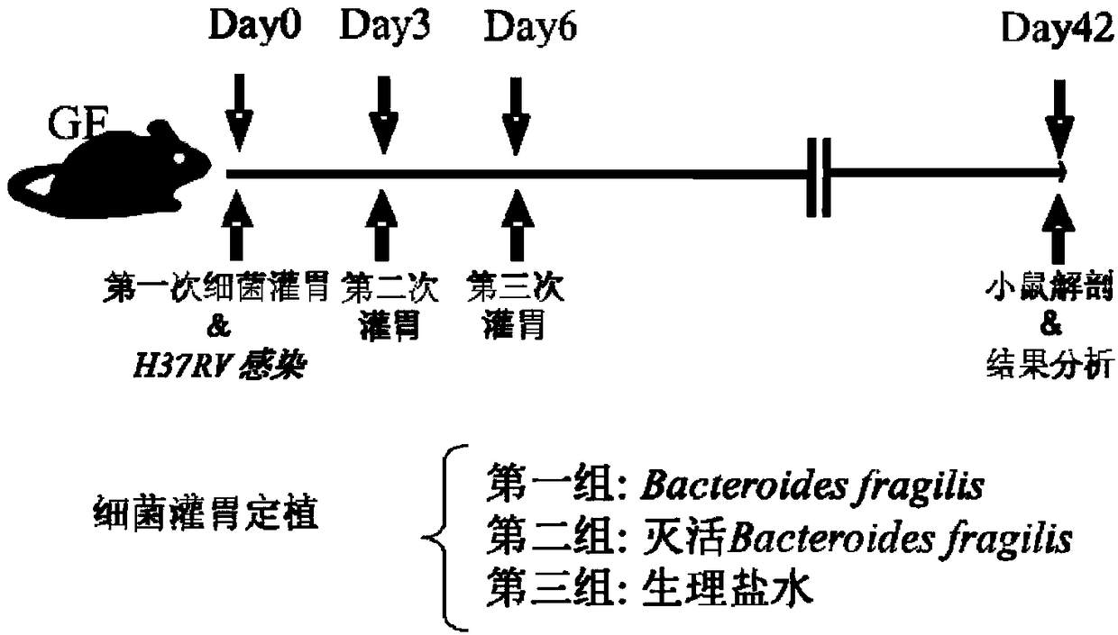 Use of Bacteroides fragilis in the preparation of drugs for the treatment and prevention of tuberculosis