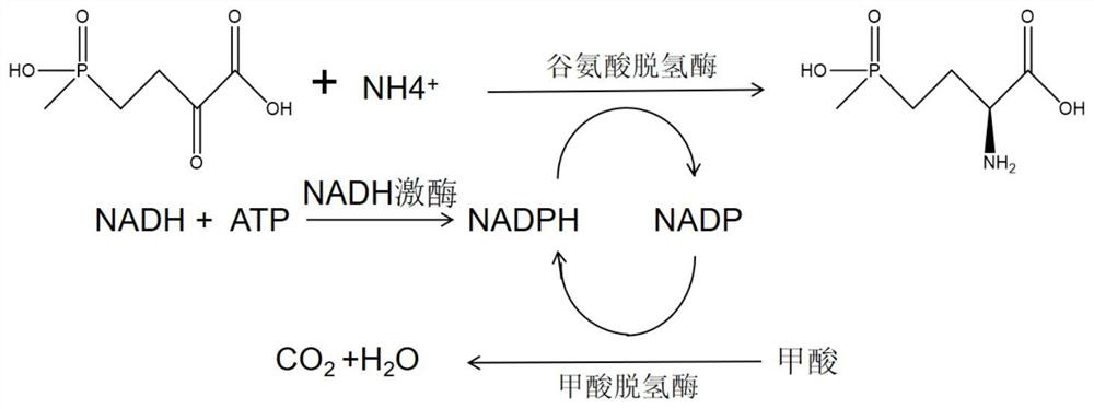 NADH kinase mutant, coding gene and application