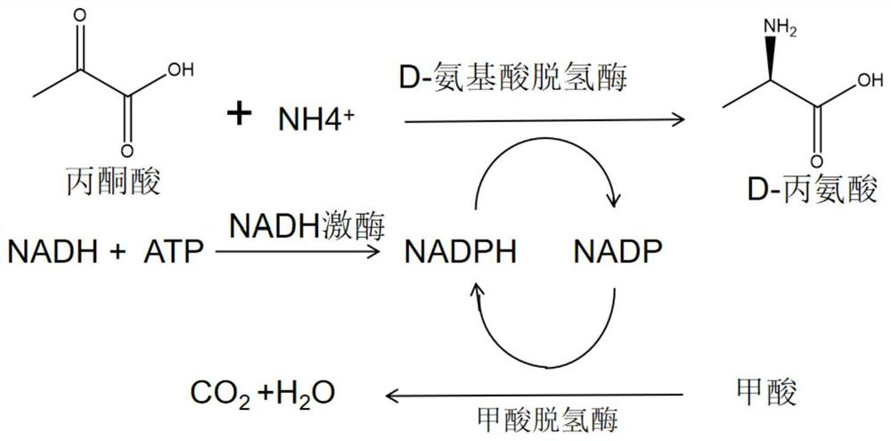 NADH kinase mutant, coding gene and application