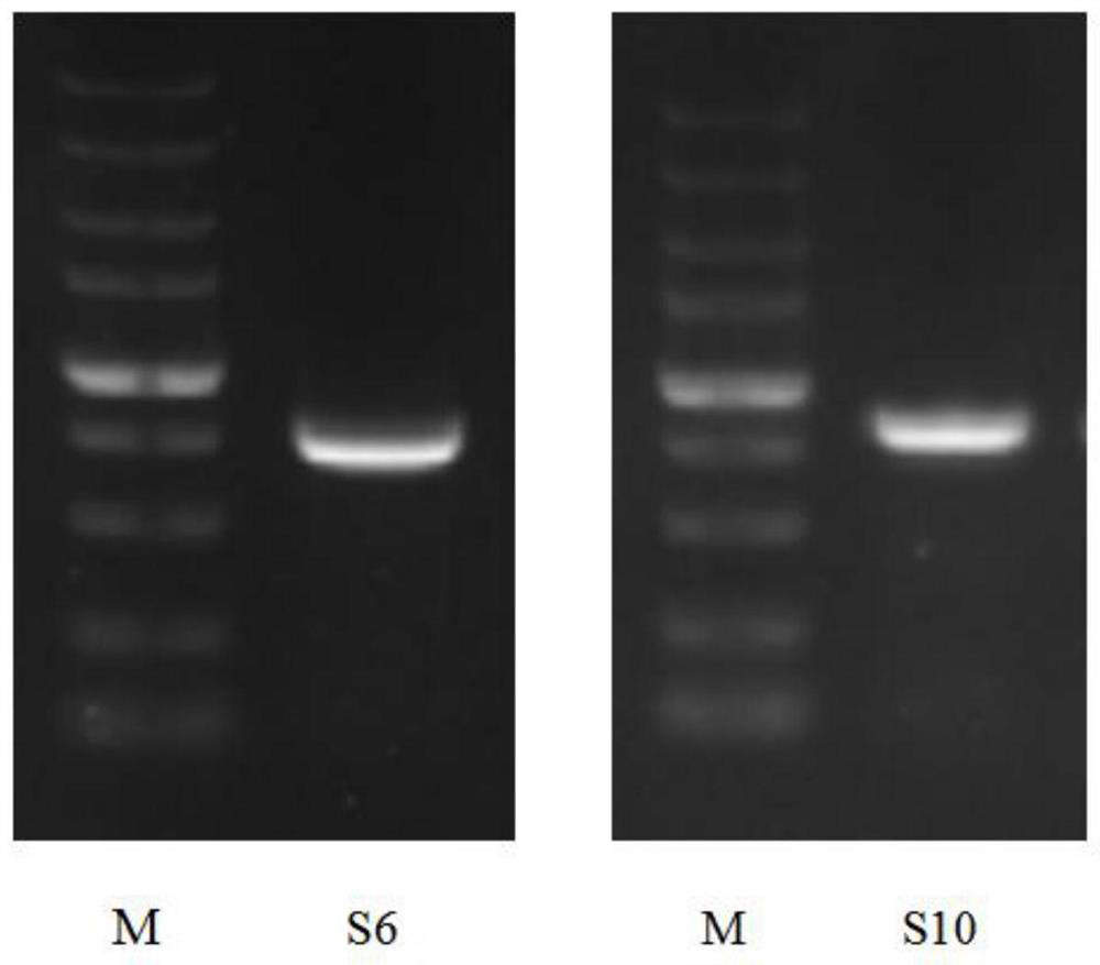 Type II grass carp reovirus VP4-NS38 fusion protein gene, expression vector, strain and application thereof