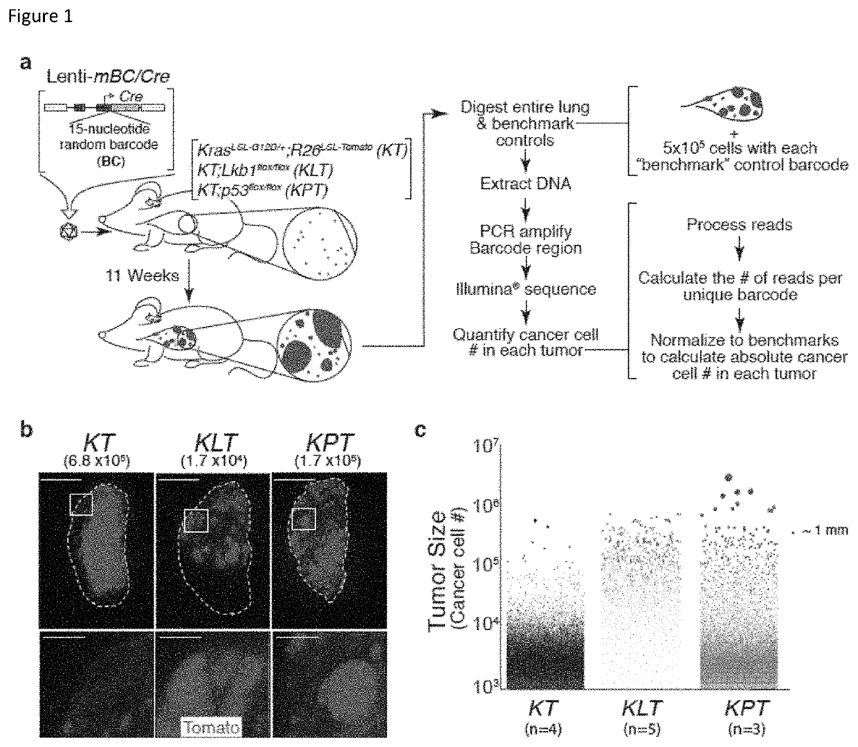 Compositions and methods for multiplexed quantitative analysis of cell lineages