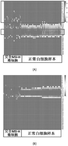 A microsatellite biomarker combination, detection kit and use thereof