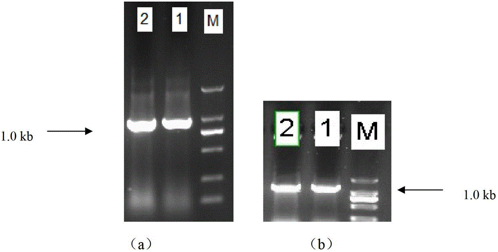 Gene engineering bacterium for producing keratinase escherichia coli and application thereof