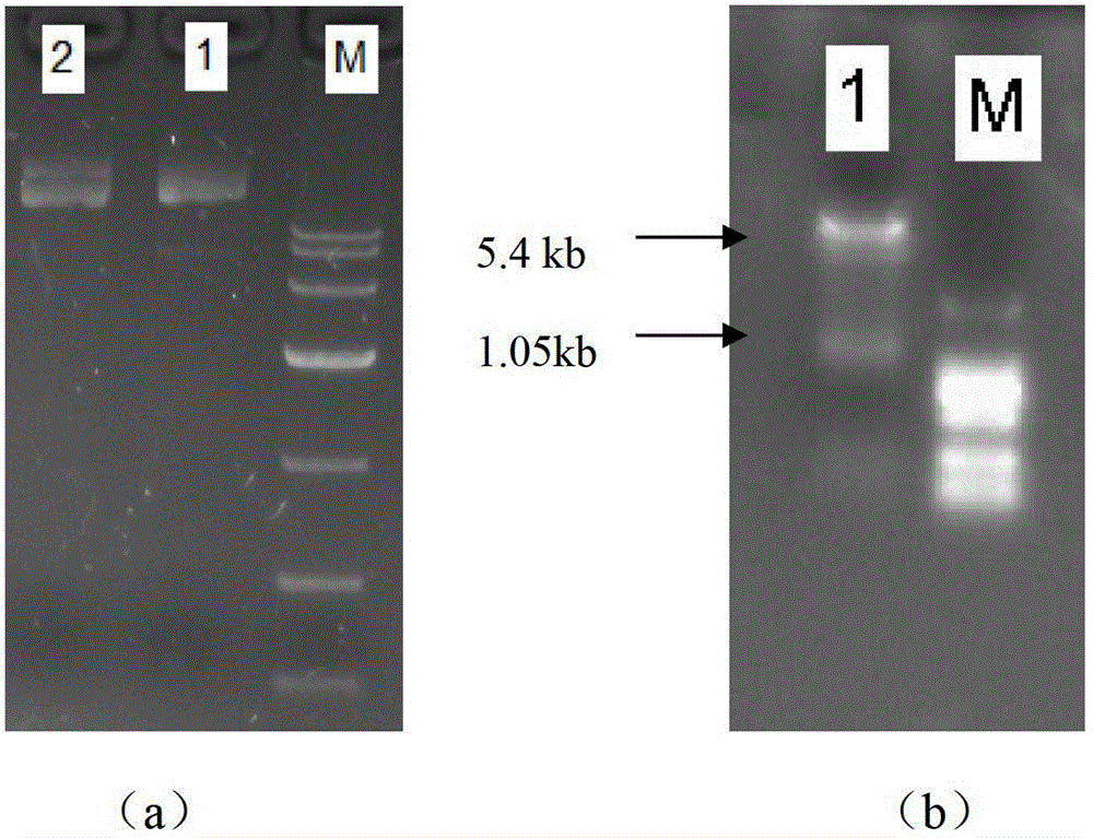 Gene engineering bacterium for producing keratinase escherichia coli and application thereof