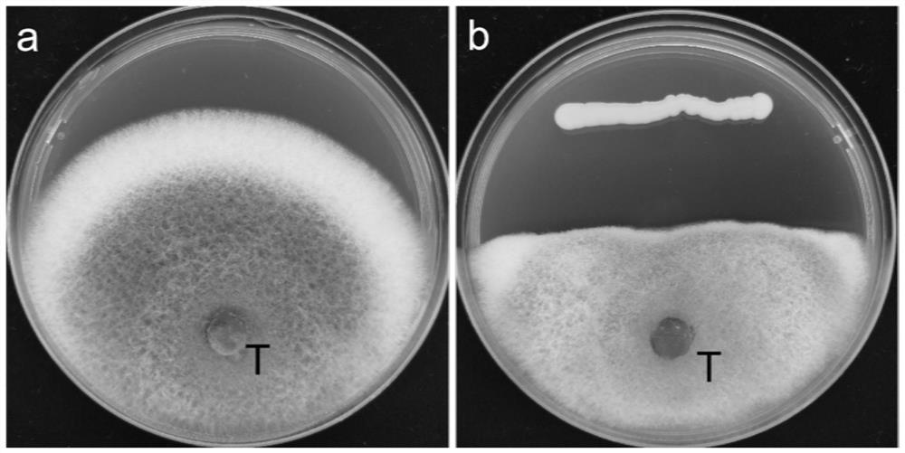 An endophytic Burkholderia gladiolus strain of litchi and its application in the control of litchi anthracnose and litchi frost blight