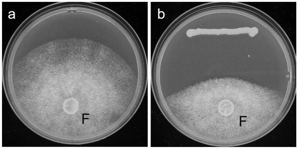 An endophytic Burkholderia gladiolus strain of litchi and its application in the control of litchi anthracnose and litchi frost blight