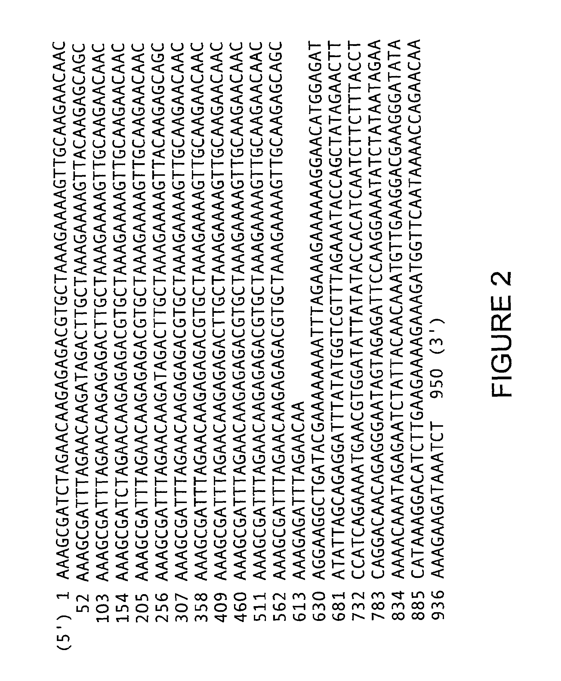 Peptide sequences specific for the hepatic stages of <i>P. falciparum </i>bearing epitopes capable of stimulating the T lymphocytes