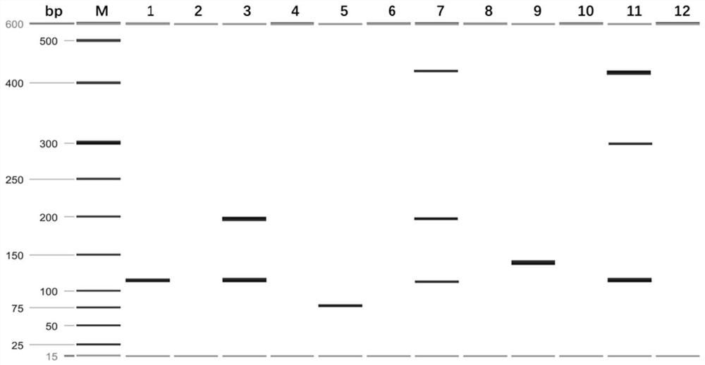 A multiplex PCR detection kit for Anopheles claaus, Anopheles confused and Anopheles