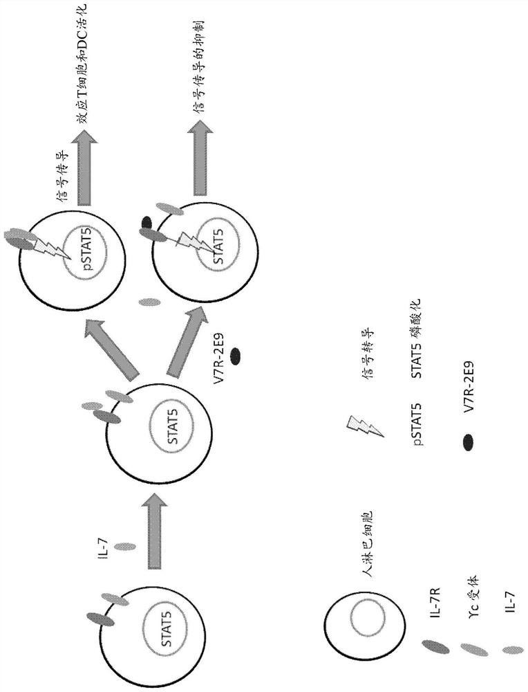 Polypeptides