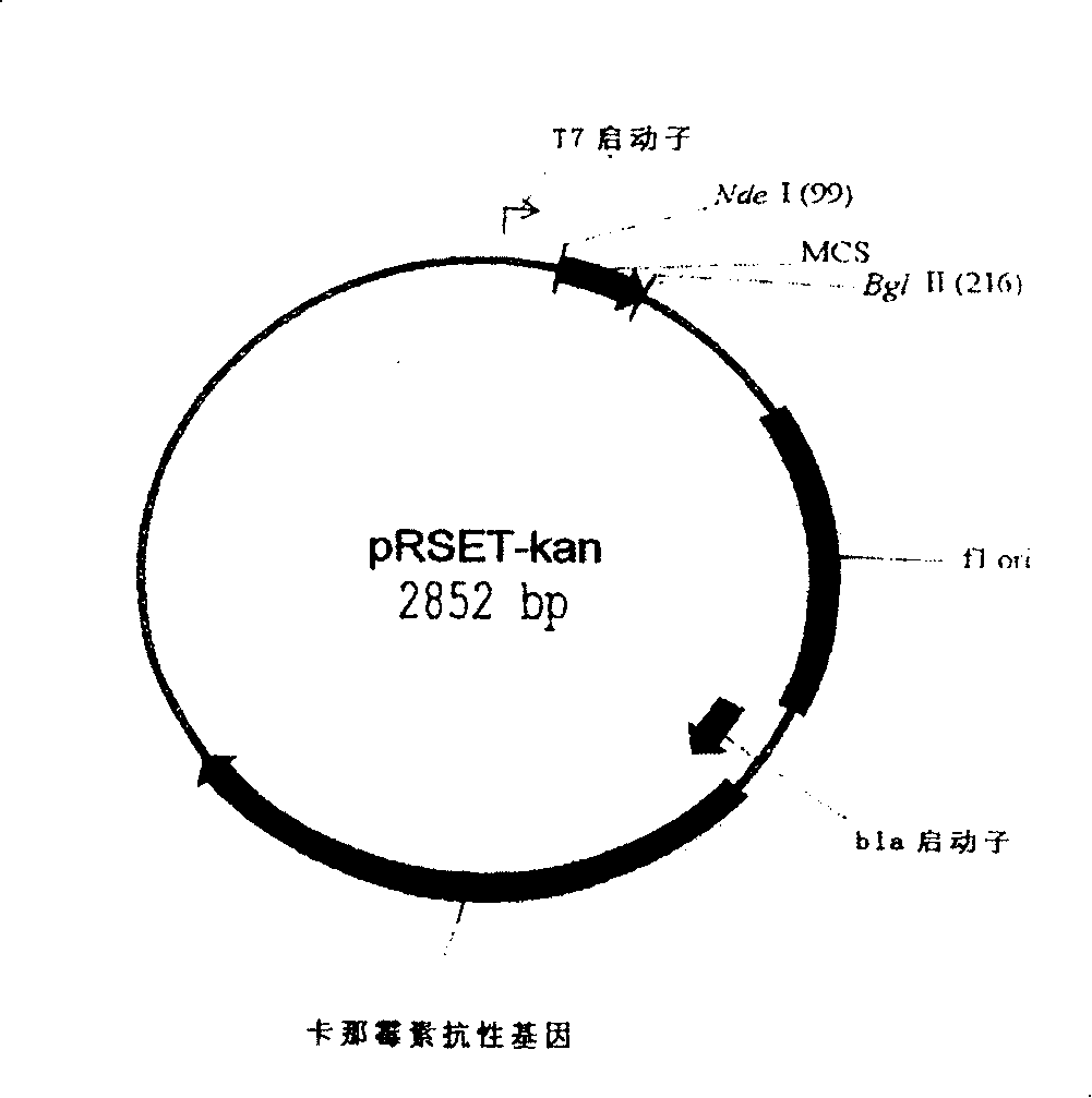 Use of recommbined D-amino acid oxidase