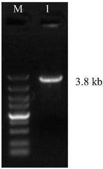 The p-glycoprotein gene of cotton bollworm and its application