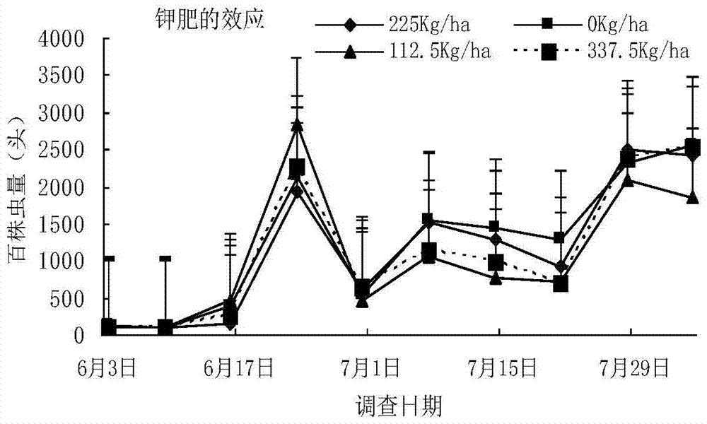 A cultivation method for improving the resistance of purple-flowered white potato to potato beetle