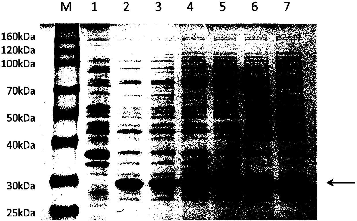 Broad-spectrum antiphage escherichia coli BL21(DE3)-PR and application thereof