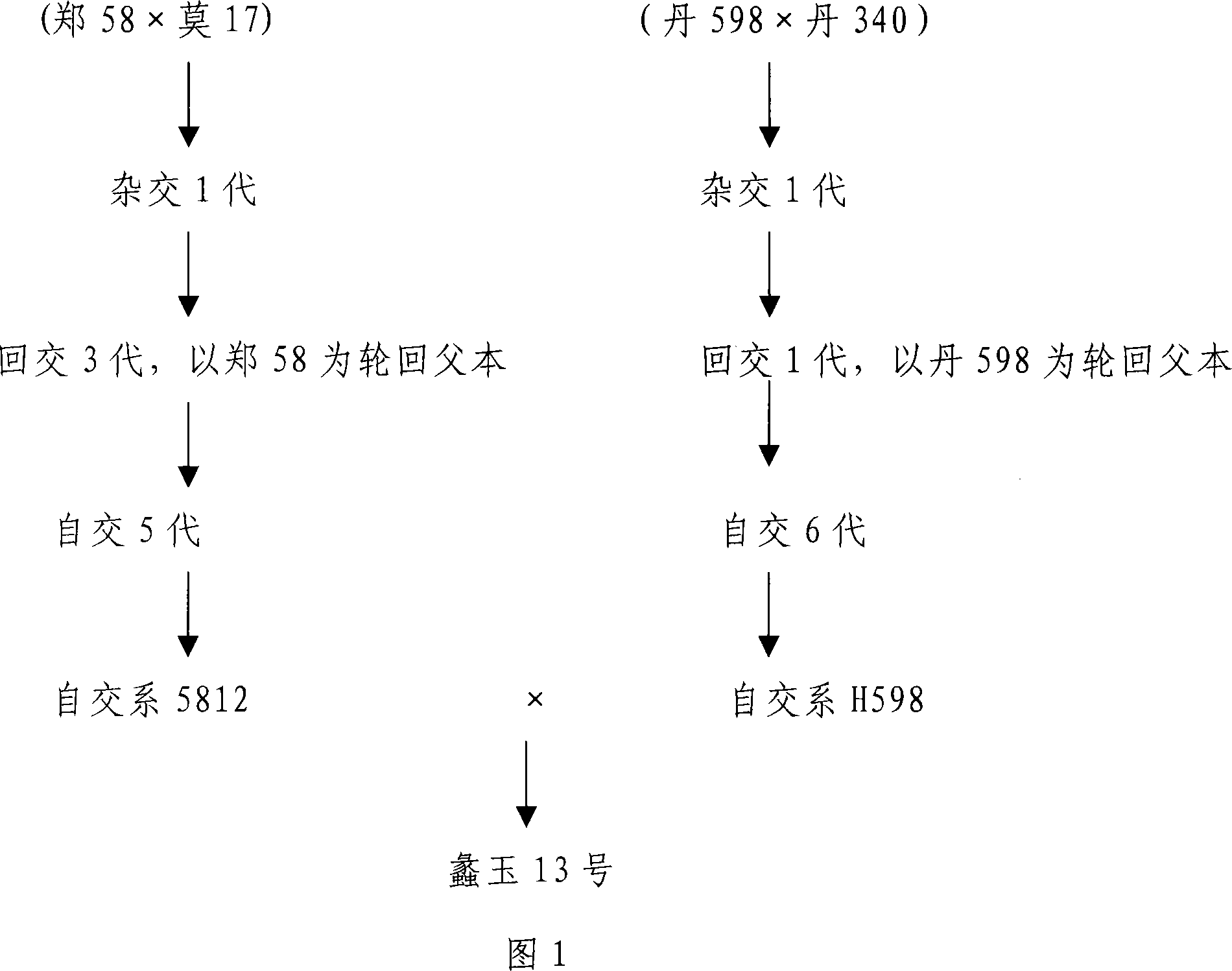 Method for seeds producing crossbreed of corn in 'Liyu' number 13