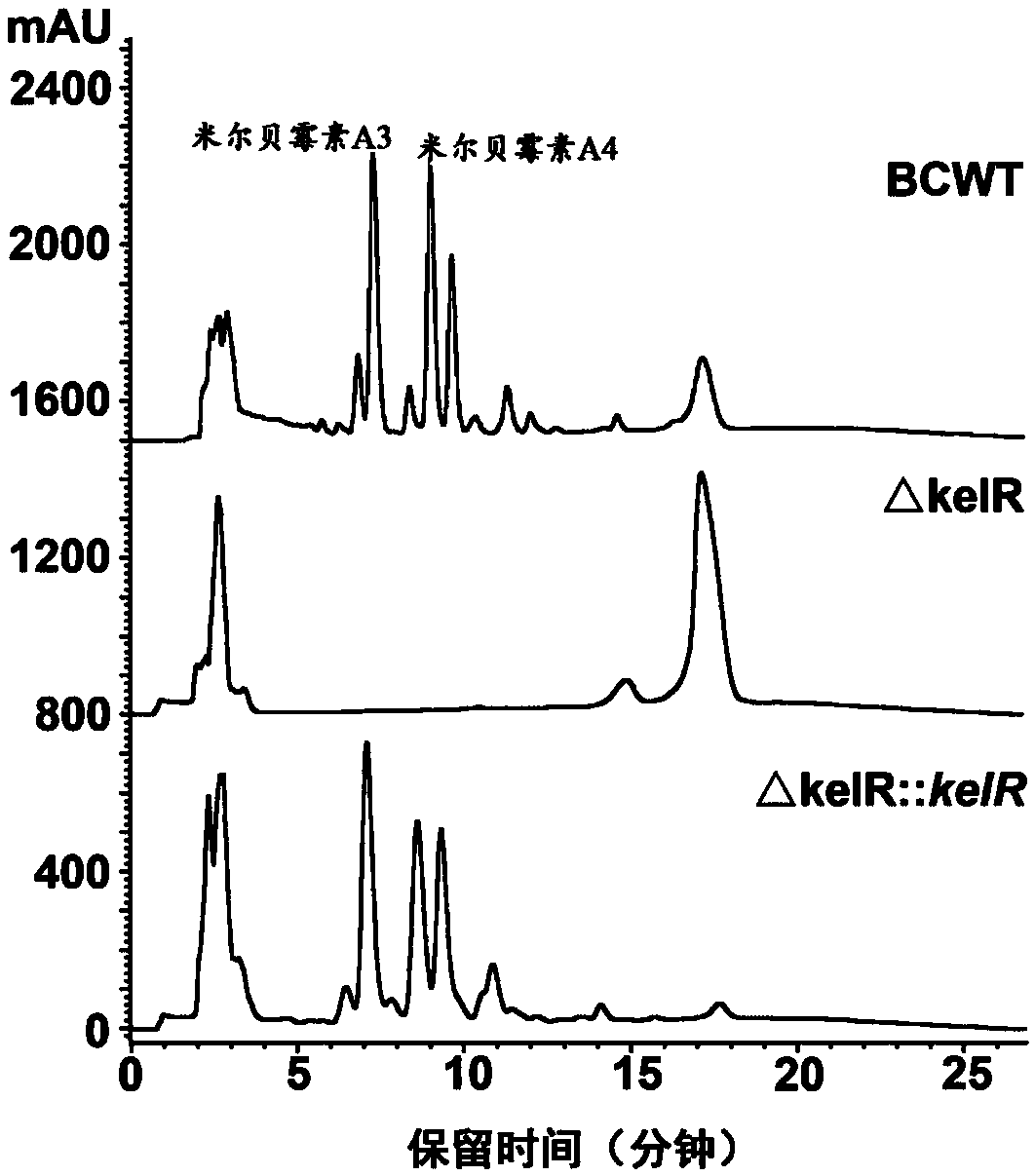 Milbemycin synthetic positive-regulation gene kelR, encoding protein and genetically engineered bacterium and preparation method and application thereof