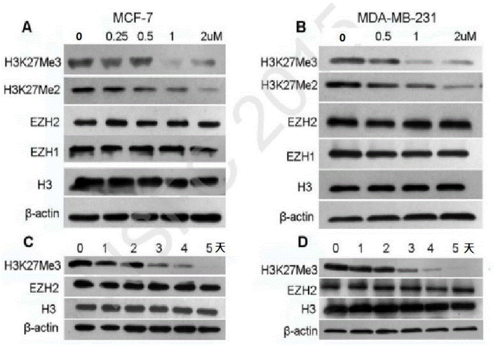 Pyridone derivative, preparation method and application thereof