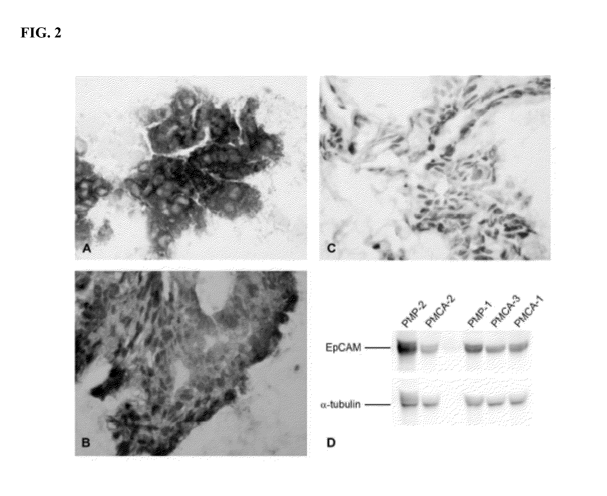 Compositions and methods for treating cancer