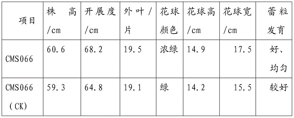 A method for improving the yield of broccoli male sterile line seed production