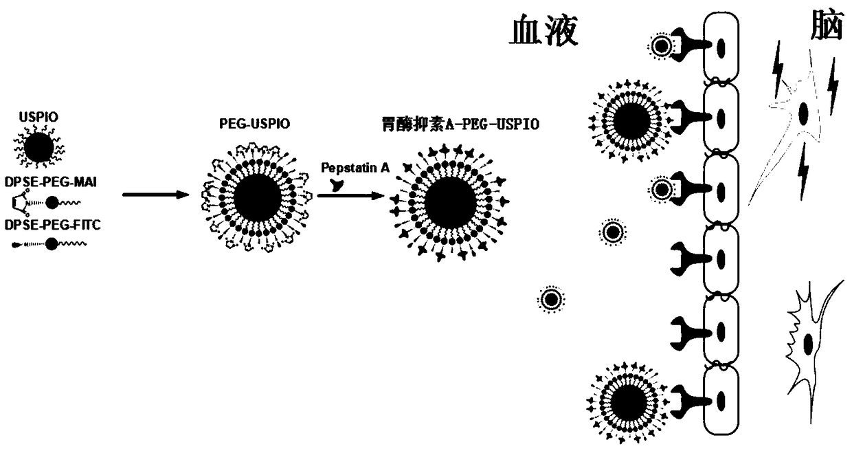 Targeted nano magnetic resonance contrast agent for brain epileptic focus and its preparation and application