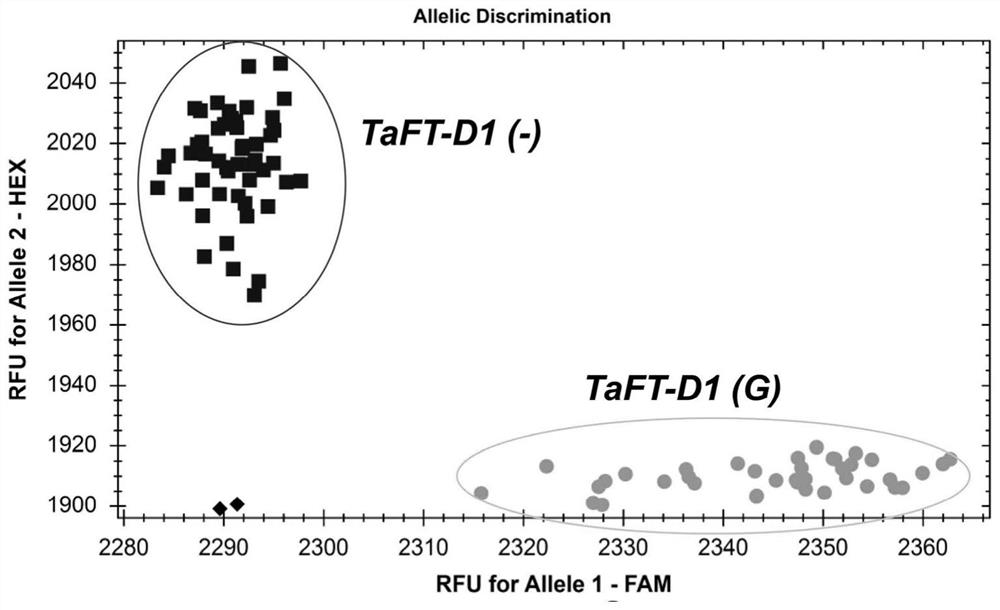 Insertion and deletion site detection marker related to thousand seed weight of wheat and application of marker