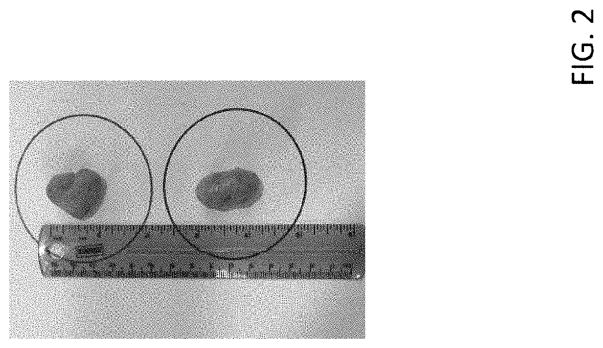 Pheromone compositions for stimulating early onset of estrus and reducing labor needs in breeding peri-pubertal suids and methods of use