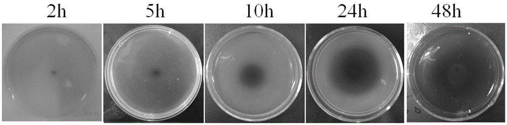 Flat plate color developing method for fast detecting fructooligosaccharide synthesizing capacity of filamentous fungi