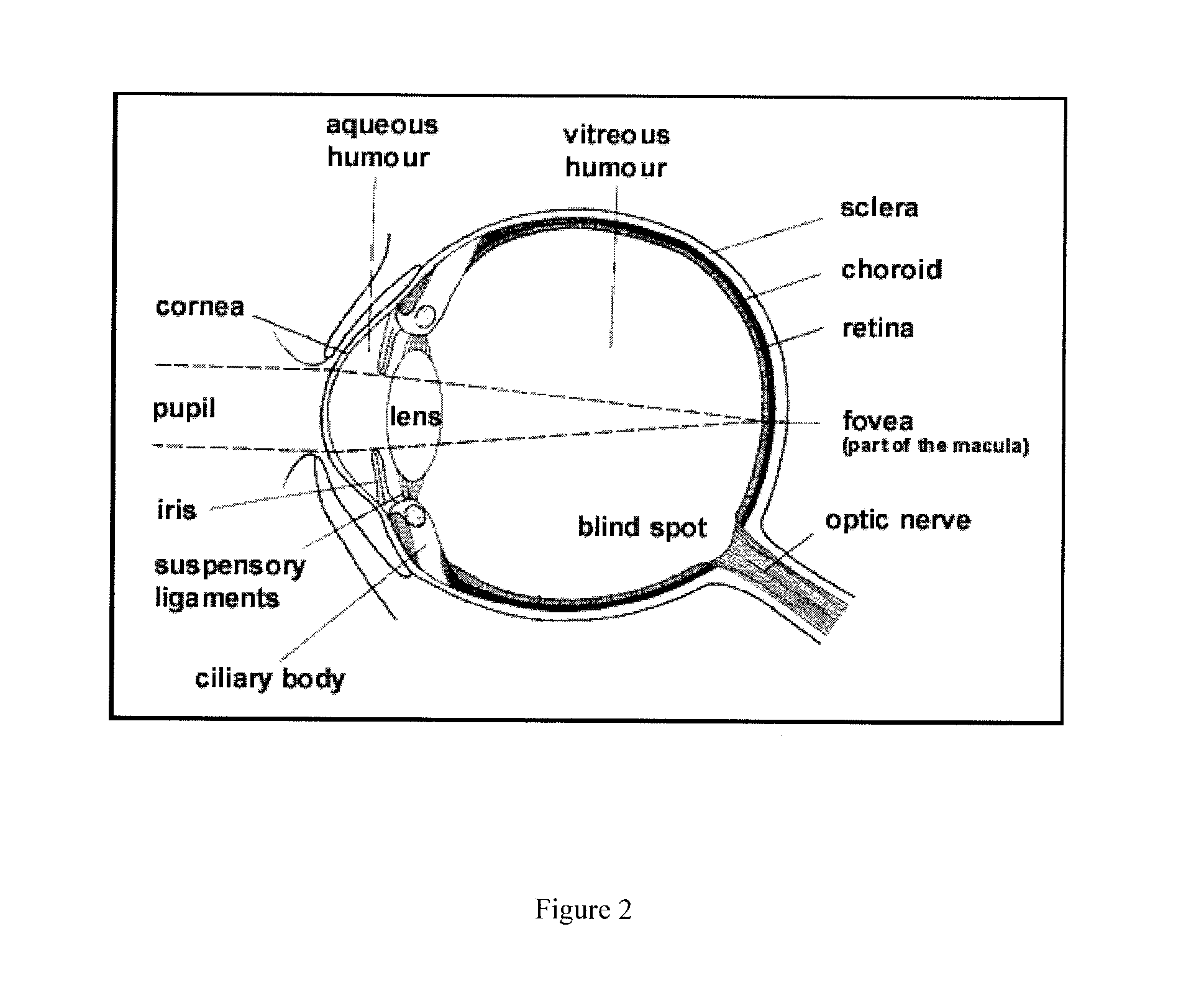 Medical Uses of Nanoclustered Water