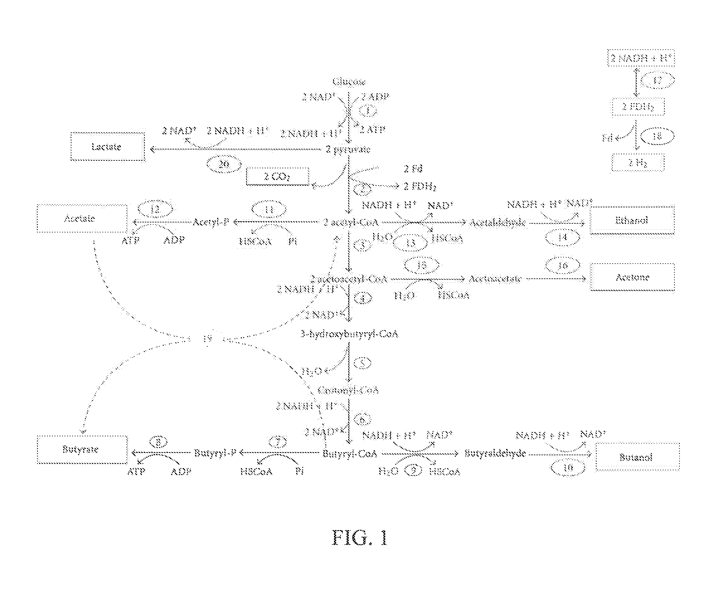 Microorganism co-culture system and uses of the same