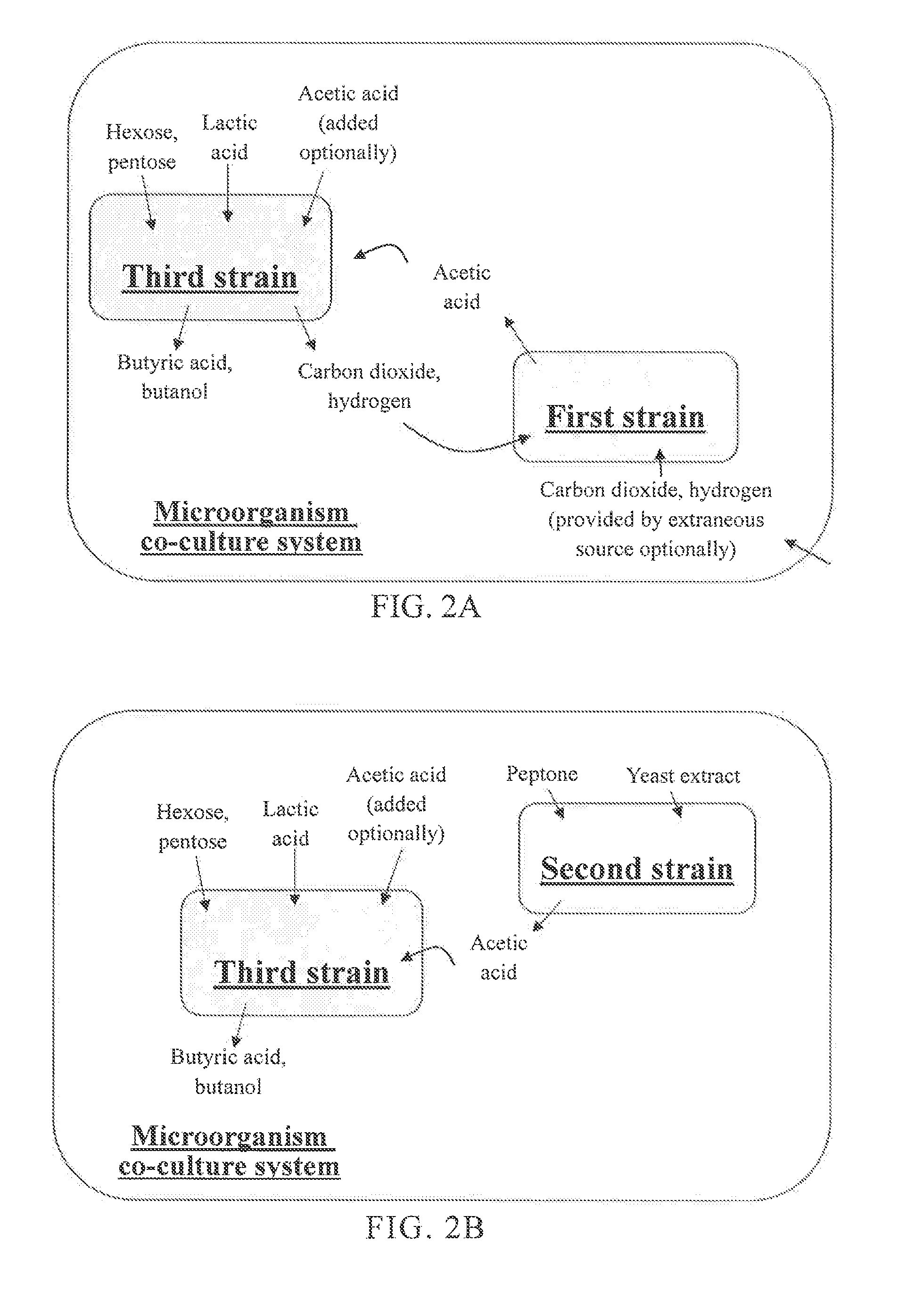 Microorganism co-culture system and uses of the same