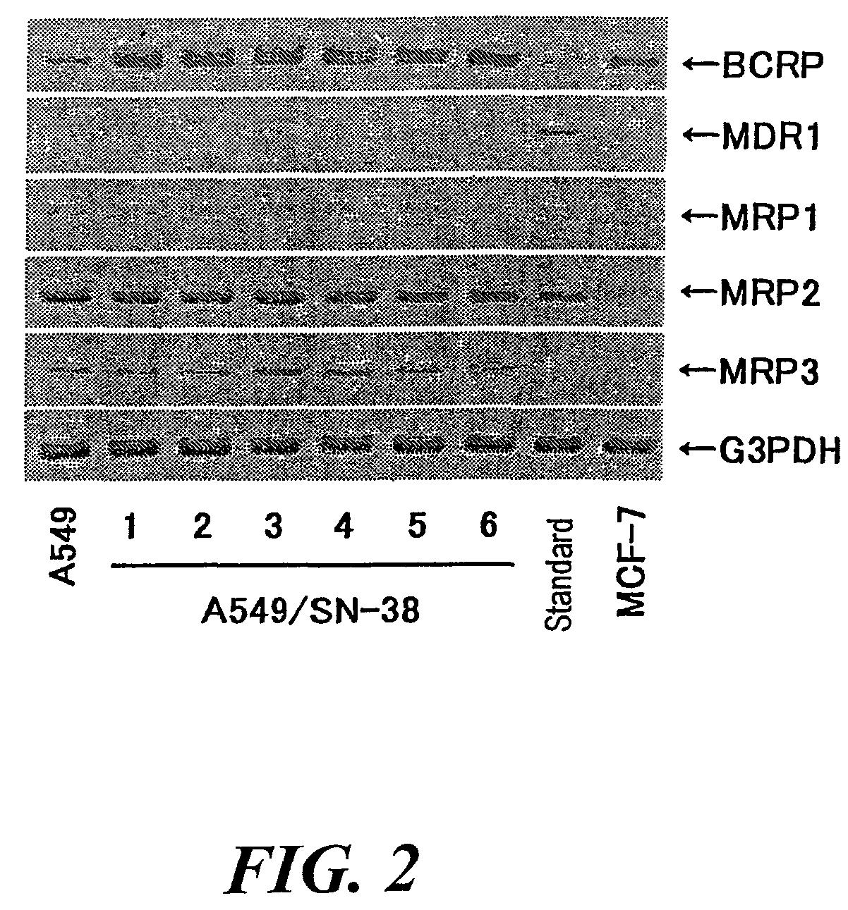 Breast cancer resistance protein (<i>BCRP</i>) inhibitor