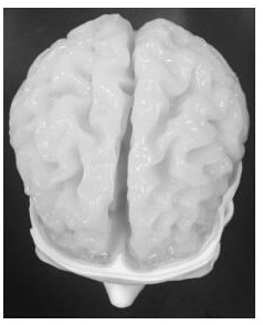 A kind of brain model and its preparation method and application
