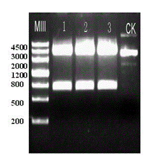 Yunnan red pear PybMYB gene as well as prokaryotic expression vector and application thereof