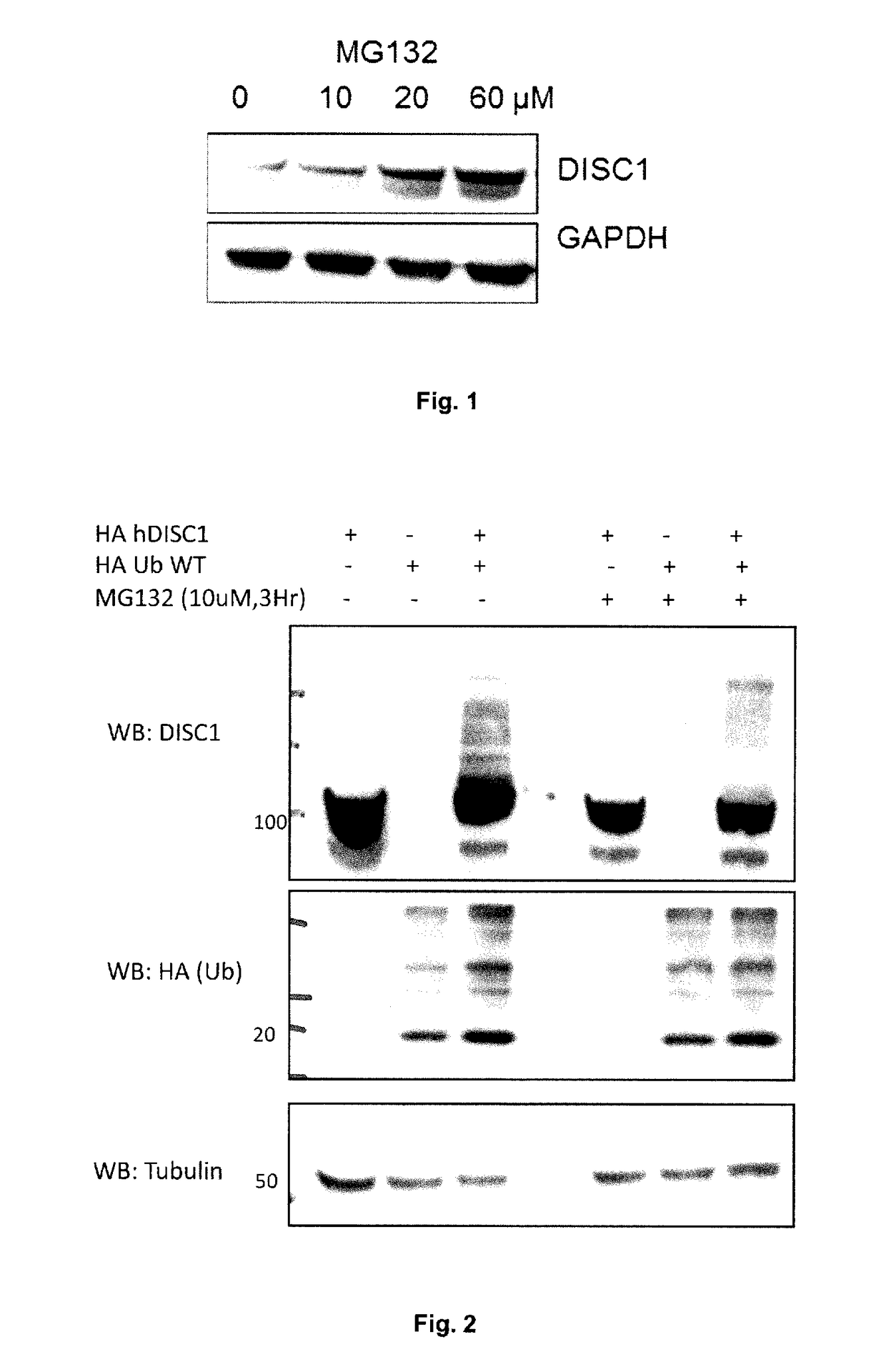 Methods for increasing DISC1 in a subject with schizophrenia or bipolar disorder by an antagonist inhibiting DISC1 binding to FBXW7