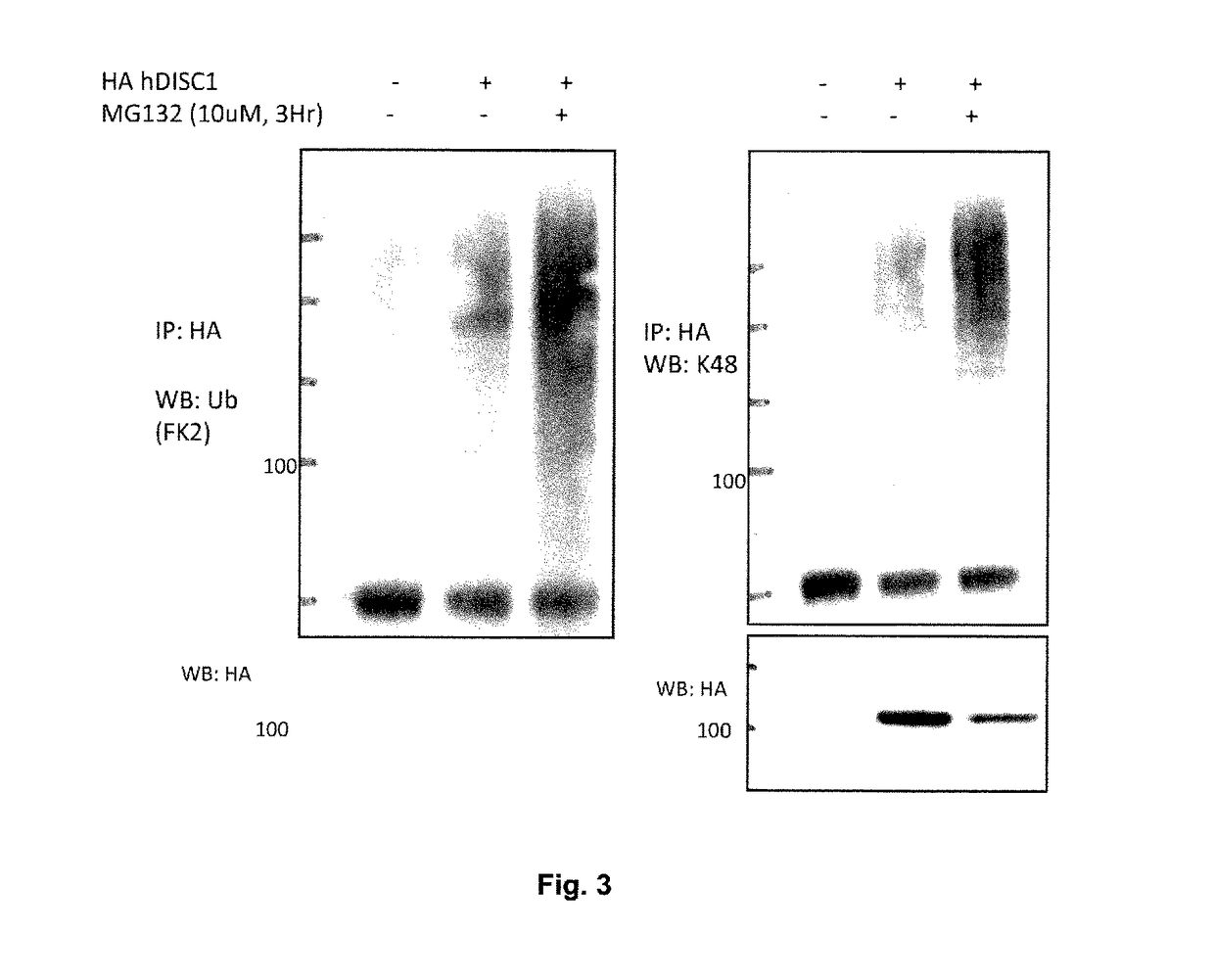 Methods for increasing DISC1 in a subject with schizophrenia or bipolar disorder by an antagonist inhibiting DISC1 binding to FBXW7