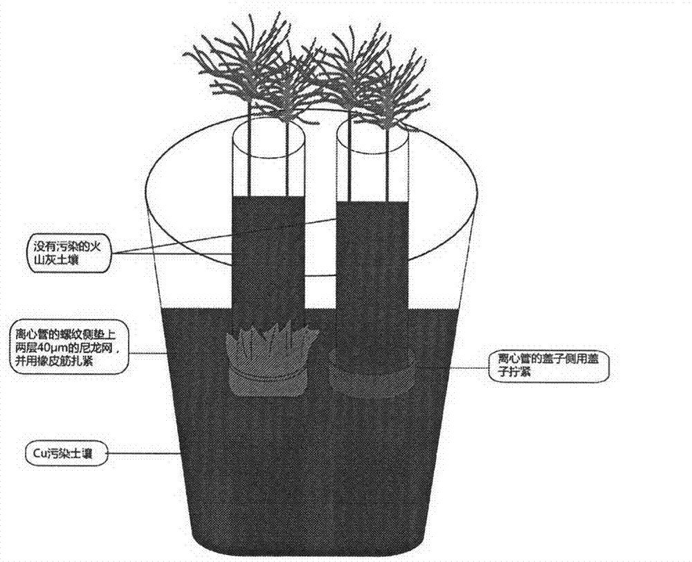 Technique for planting mycorrhiza plant root bags in heavy metal contaminated soil