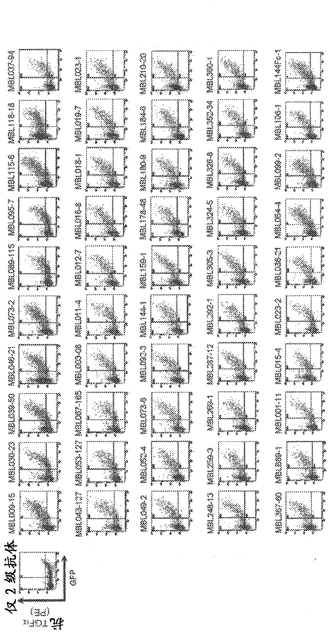 Antibody capable of binding to transforming growth factor alpha and having antiproliferative activity on cancer having Ras gene mutation