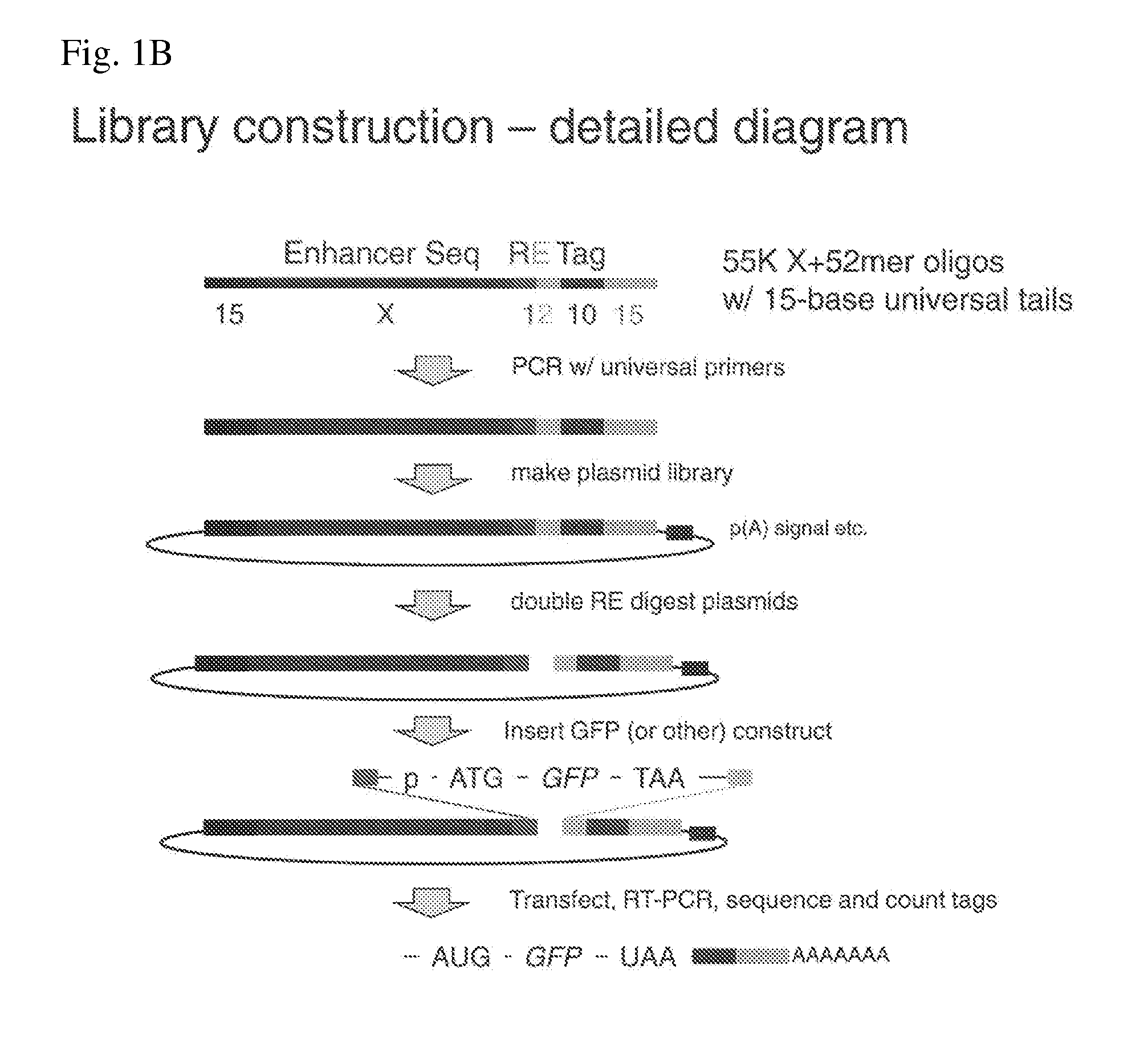 Multiplexed genetic reporter assays and compositions