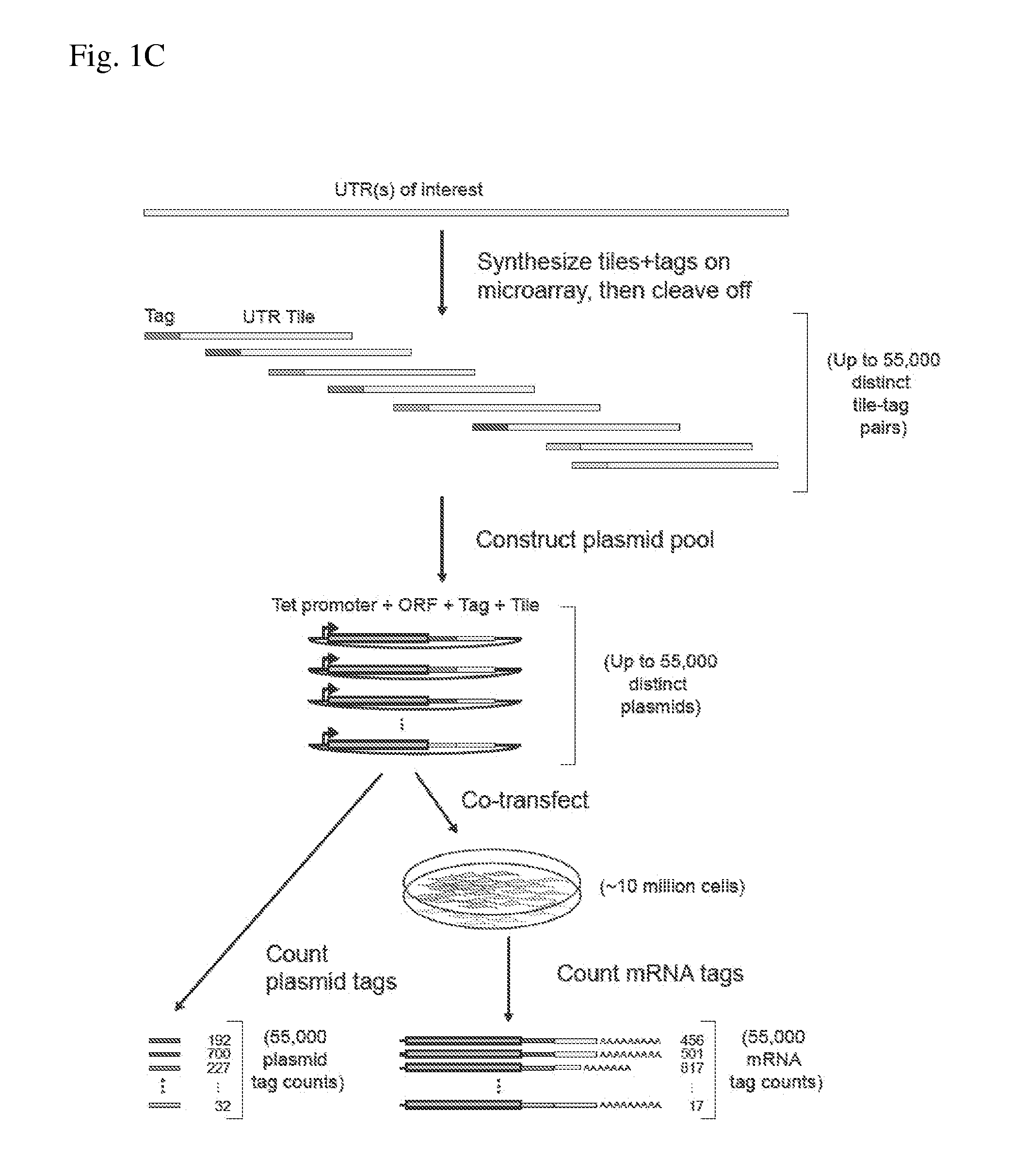 Multiplexed genetic reporter assays and compositions