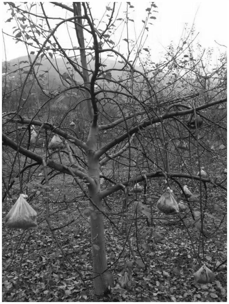 A Cost-Effective Method for Pulling Branches of Apple Trees