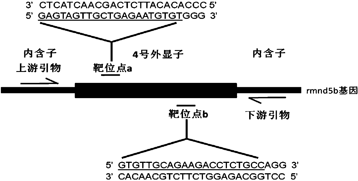 Method for breeding rmnd5b (required for meiotic nuclear division 5homolog B) gene deletion type zebra fish through gene knockout