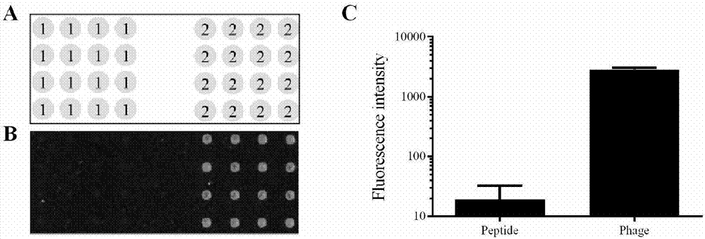 A kind of polypeptide and its application and method for covalently linking polypeptide to solid phase interface