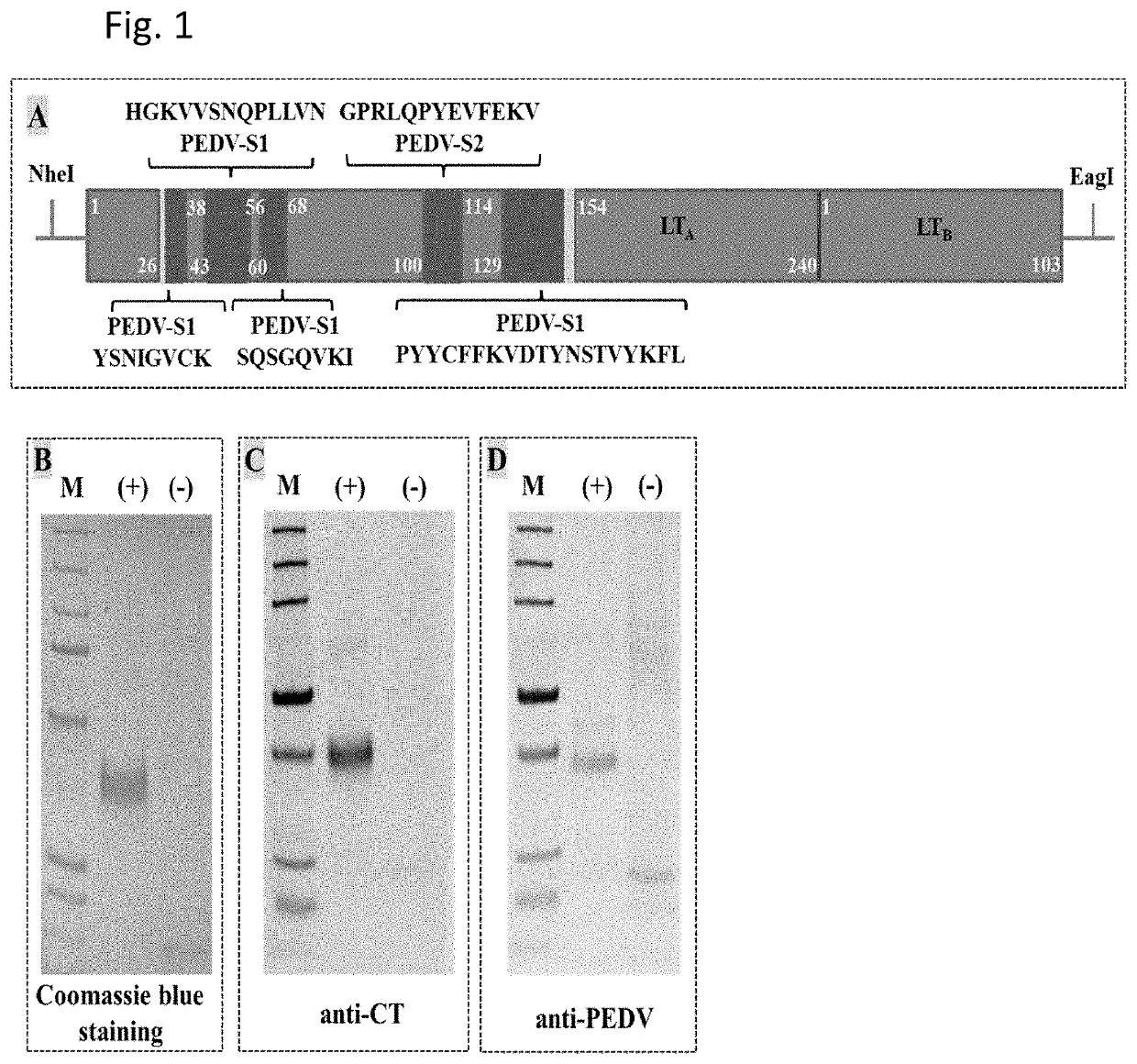 Multiepitope fusion antigens for vaccination and methods of making and using such antigens