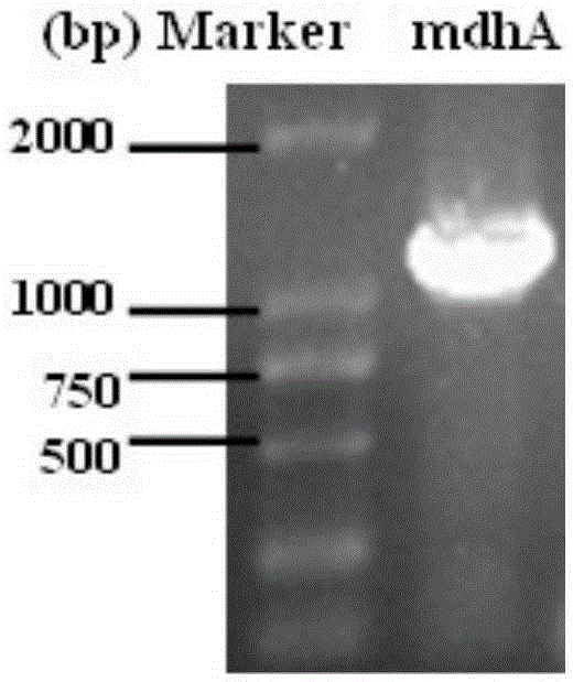 Cordyceps sinensis malate dehydrogenase a, coding gene and its application