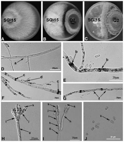 An antagonistic fungus for controlling bitter gourd wilt and its application